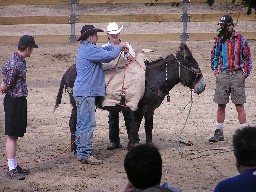 Burro Instruction at Ponil